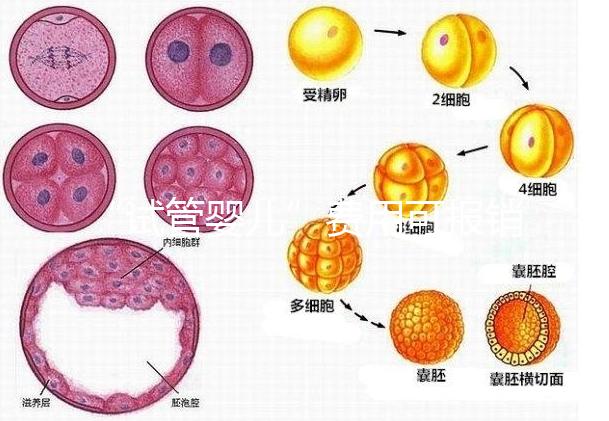 “試管嬰兒”費用可報銷！11月1日起，患者可在柳人醫享受新政迎“好孕”