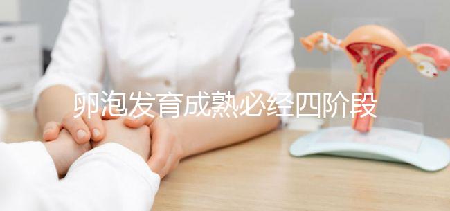 卵泡發(fā)育成熟必經(jīng)四階段，不同時期都可能出現(xiàn)閉鎖卵泡