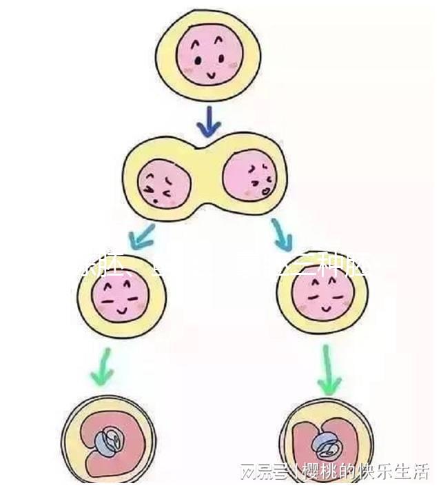 凍胚、鮮胚、囊胚三種胚胎移植方式如何選？身體會給你答案