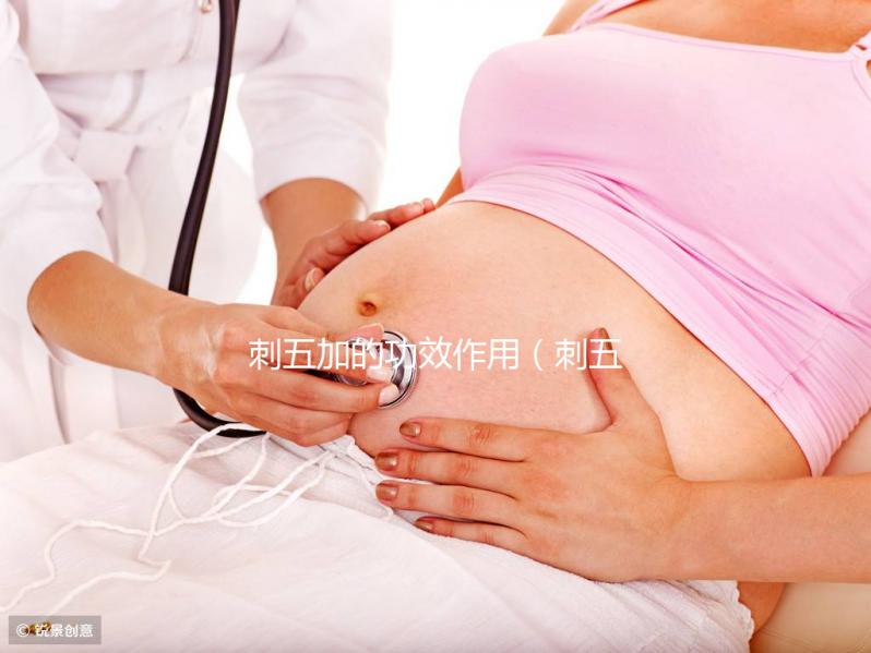 刺五加的功效作用（刺五加對性功能有效嗎）