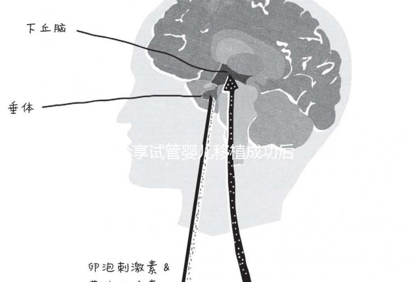 分享試管嬰兒移植成功后1～14天最真實(shí)的感受