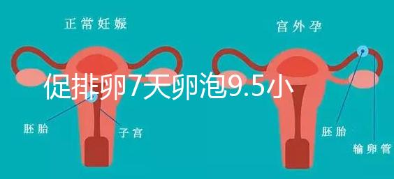 促排卵7天卵泡9.5小不難說，短方案至少長到這個數(shù)字