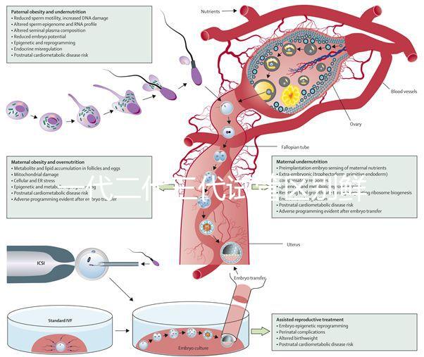 一代二代三代試管區(qū)別鮮胚(一代 二代 三代試管)