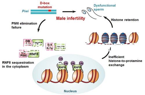想造賀州男科醫(yī)院哪家好瞧，賀州市人民醫(yī)院登前3了解下