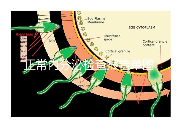 正常內分泌檢查報告單圖片大全，一分鐘弄懂檢測結果怎么看