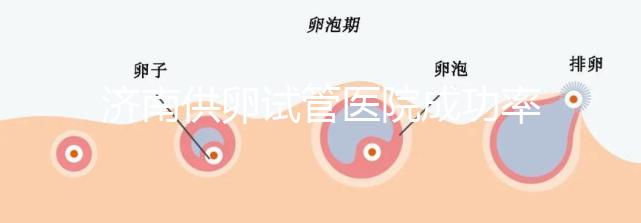 濟(jì)南供卵試管醫(yī)院成功率排名公布，私立機(jī)構(gòu)也不能包生男孩