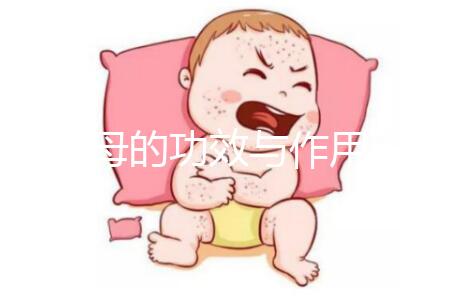 浙貝母的功效與作用（浙貝母的最大害處）