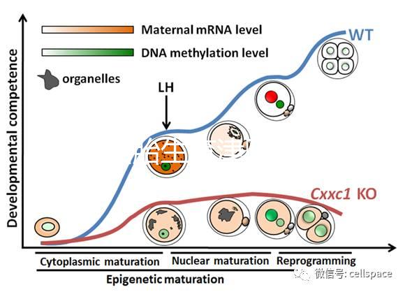天津四胎生育津貼多少錢一個月，能不能走生育保險揭秘，快速展示