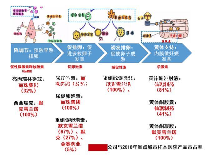 試管嬰兒胚胎（試管嬰兒胚胎培養需要多長時間）