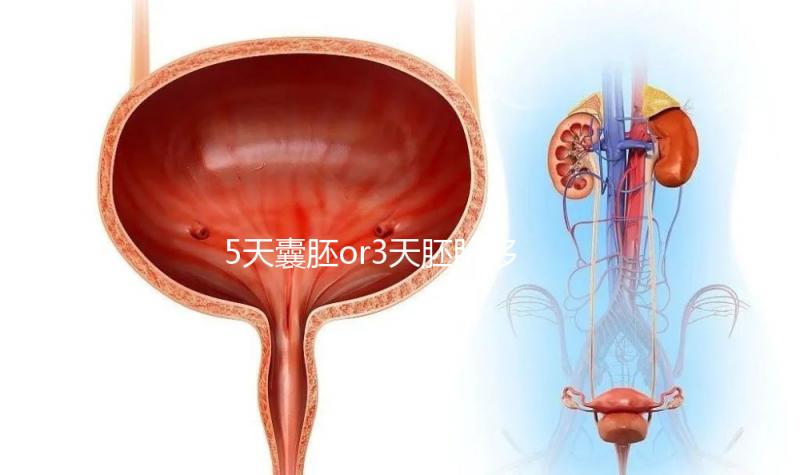 5天囊胚or3天胚胎移植哪個(gè)好看這,一文說清二者區(qū)別