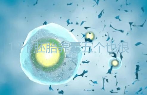 12個胚胎養(yǎng)囊五個也很正常，看完成功率就知所言非虛