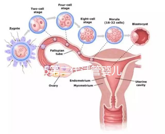 2025第二代試管嬰兒全流程解析：從檢查到移植各階段費用數據揭秘